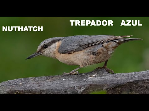 TREPADOR AZUL | NUTHATCH | Sitta europaea