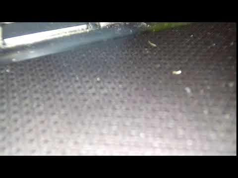 Thumbnail for Testimonial Review by Max: 2017 Allard J2X at i want a mini in New York NY by Car, Vehicle, Van