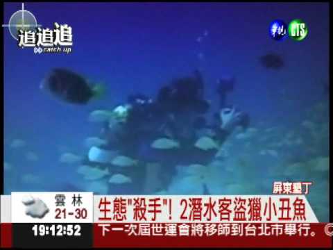 "生態"劊子手! 潛水客盜獵小丑魚