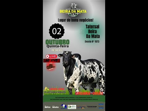 Beira da Mata Leilões - Uruana GO - Leilão de Gado de Corte em Goiás @canal.boiadeiro #live #gado