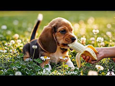 ASMR Baby Animals Eating Fruits 🍉🦁🐼🦢 | Cute Lion, Panda, Bunny, Koala, Fox, Swan & More | Relaxing