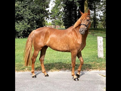 Mare Other Horse Breed For sale 2020 Liver chestnut