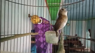 Download lagu Suara burung cingcoang coklat / jongkangan gacor memanggil lawan mp3 Download lagu Suara burung cingcoang coklat / jongkangan gacor memanggil lawan mp3