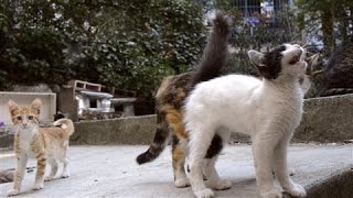 In Istanbul the Cats Are King