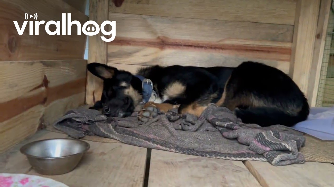 Built a House for My Dog and Cat || ViralHog