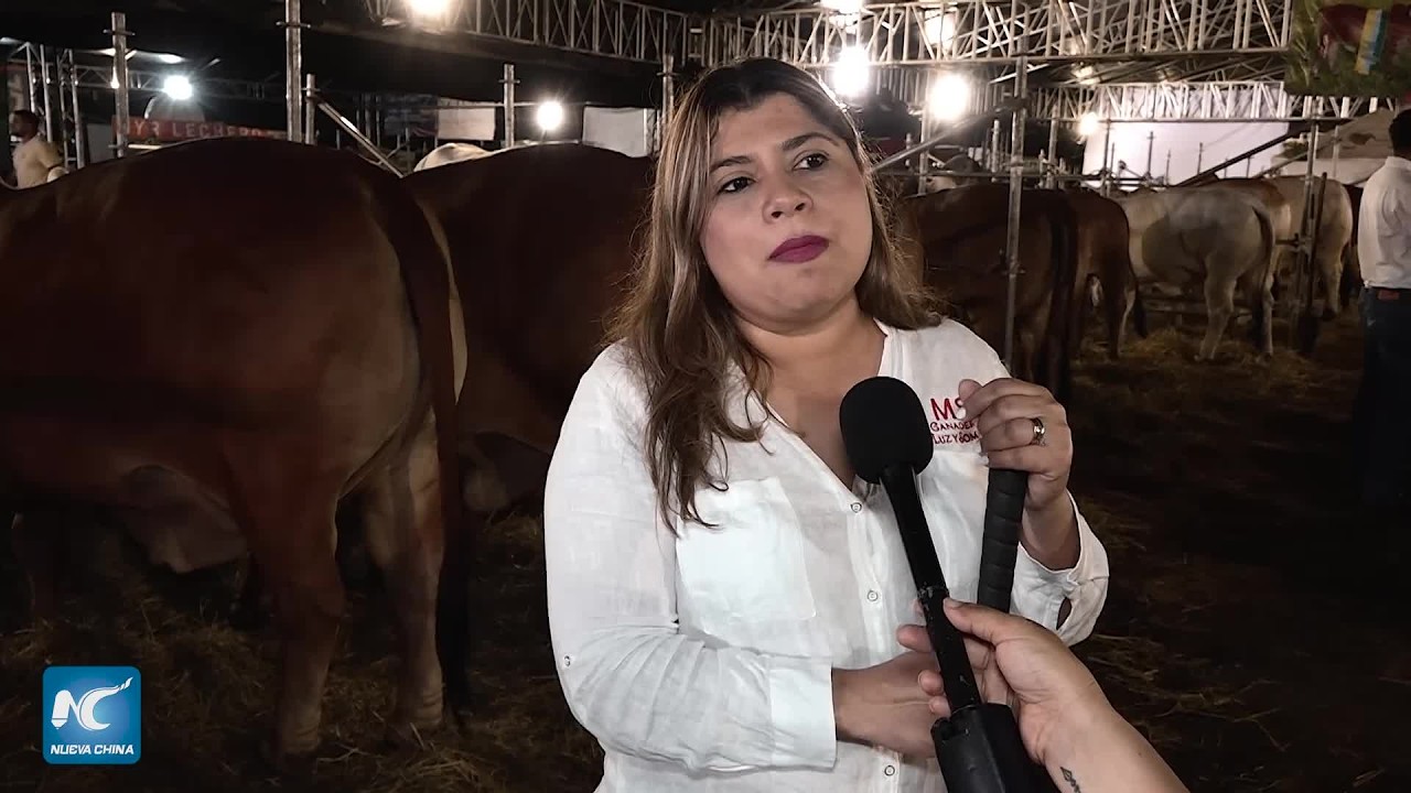 Ganadería de alta genética impulsa a Nicaragua hacia exportaciones récord