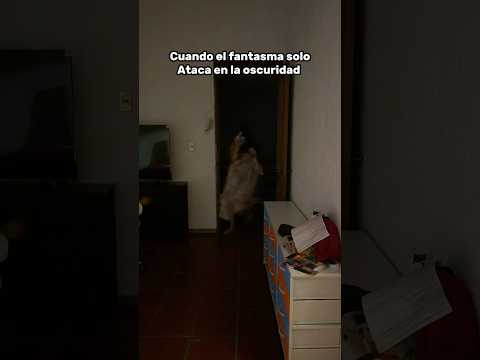 La luz nos protege 🤣🤣🤣 #biancaoss #comedia #halloween