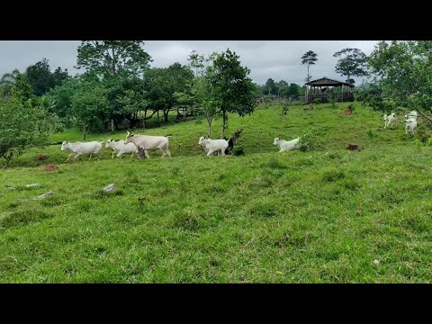 Sítio da prima Sônia em Alta Floresta D'Oeste - RO #rondônia 
