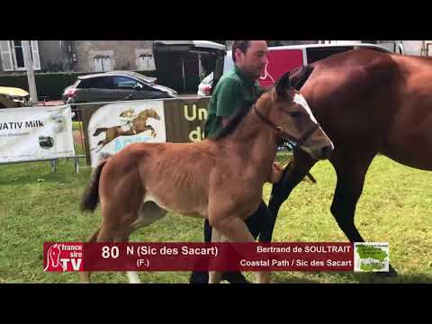 Sprinter Sacré Show 2018 : Lot 80 - N (Sic des Sacart)