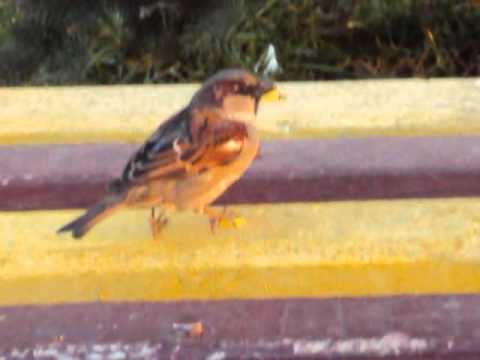 Vrabiuta ~ pentru copii