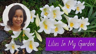 How to Plant & Care for Easter Lilies in Containers or Flower Beds | #gardening
