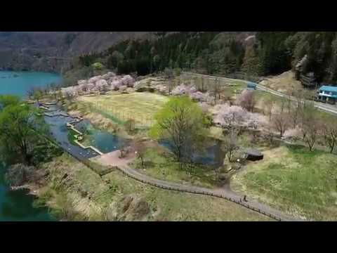藤原湖西公園の桜