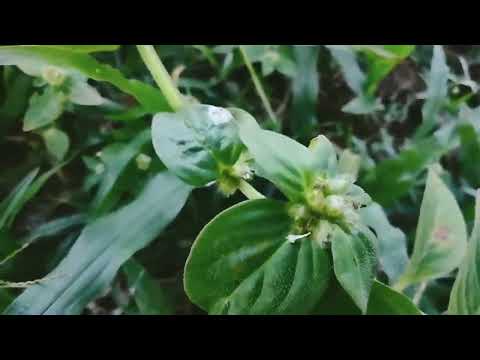 Vlog ep_02 | Beautiful Natural plants in my garden