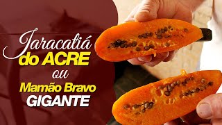 Miniatura do vídeo