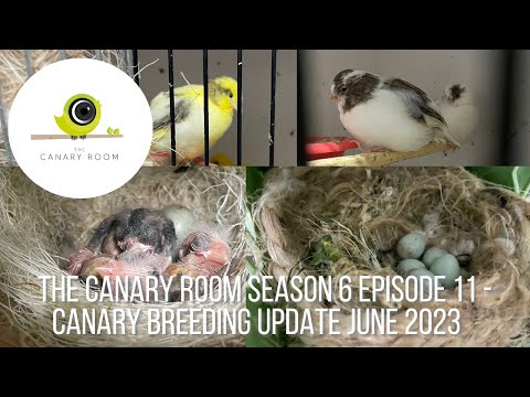 The Canary Room Season 6 Episode 11 - 2023 Breeding Season update