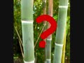 Os Seminovos - E O Bambu ? 