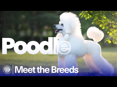 Poodle breed video