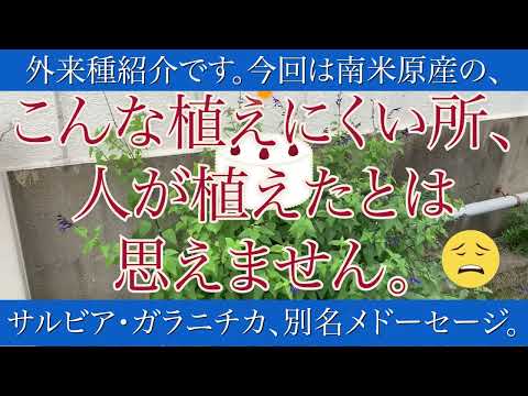 メドウセージ 植物