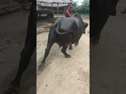 mpd in buffalo #animals