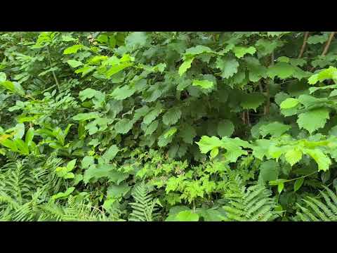 #Natur oder #FakeNews?