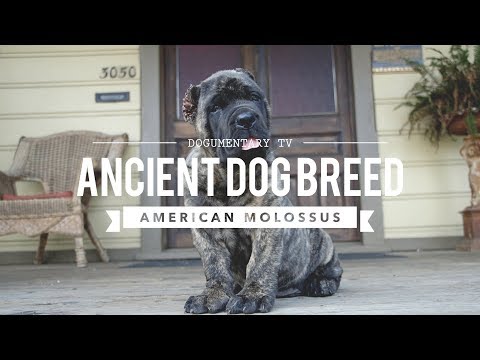 AMERICAN MOLOSSUS: A RECREATION OF AN ANCIENT DOG BREED Video