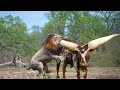 Farm Animals Cow Horse Sheep Animal Sounds Learn Animals In English For Kids Reinone Animal