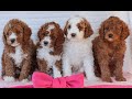 Mini Goldendoodle dogs for sale: Jack  - Video 1