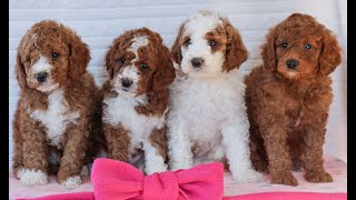 Video preview image #1 Goldendoodle (Miniature) Puppy For Sale in LITITZ, PA, USA