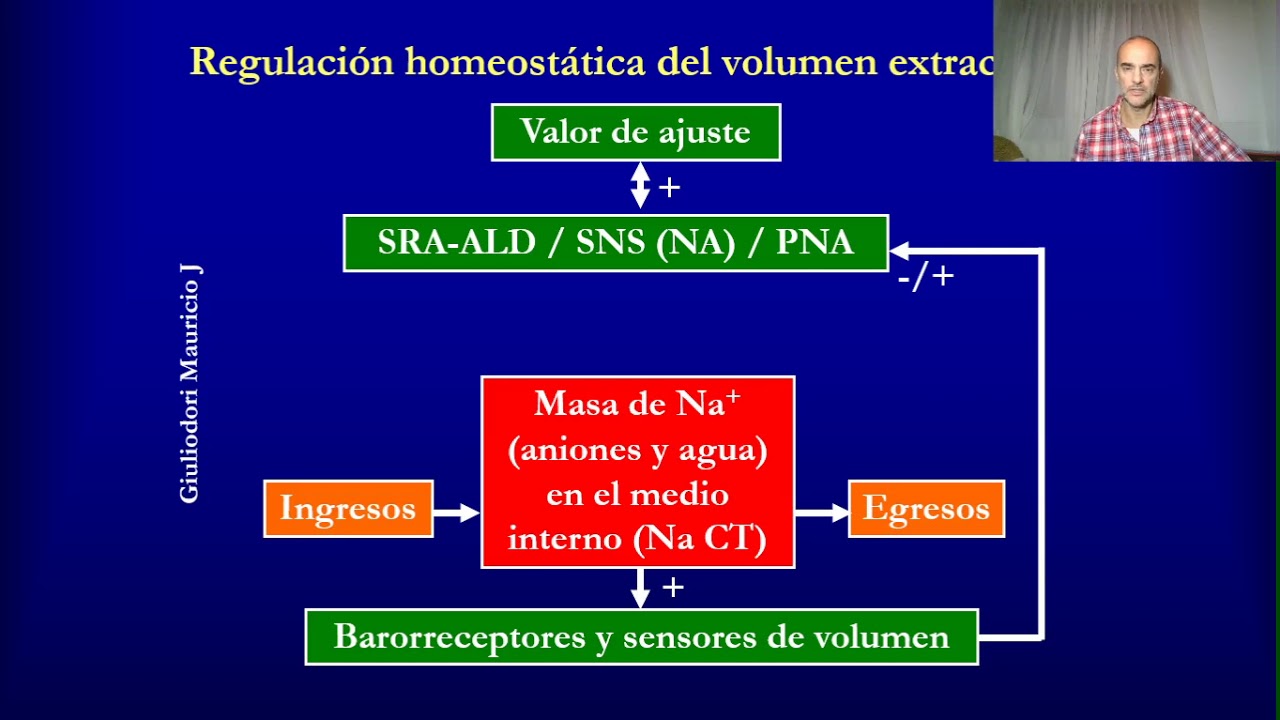 Cardiovascular physiology: Regulation of blood volume (or volemia) in 10 minutes, quick and easy