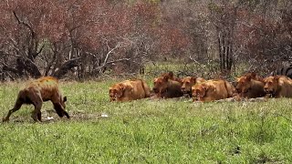 Download lagu CARI MASALAH, inilah Momen Bodoh Hyena Di Alam Liar Terekam Kamera mp3