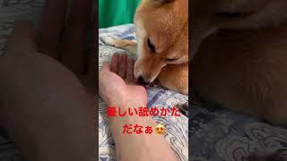 感謝の舐め舐め豆柴 #shibainu #柴犬 #cute #犬のいる暮らし #モーニングルーティン