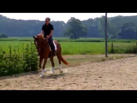 5 jährige Stute von Damon Hill