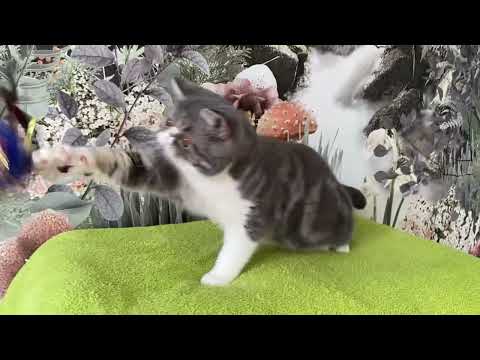 Exotic shorthair blue and white boy