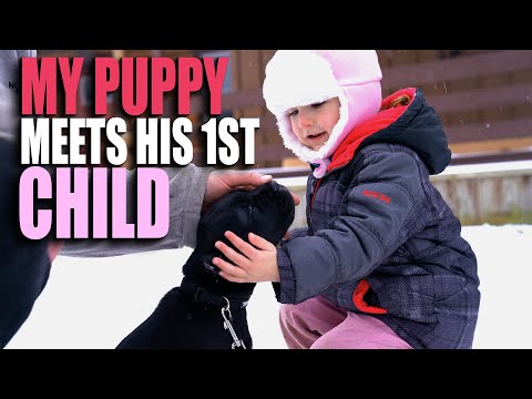 My Puppy Meets Adorable Little Girl - Cane Corso Socialization