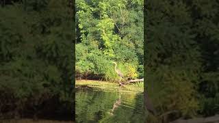 Птица Счастья)) Отдых на природе. Приколы с животными.