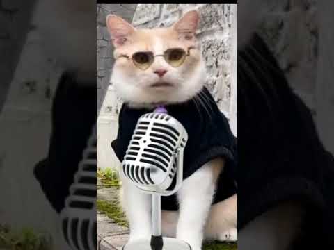 Aiya susanti #shorts #cute #cat #youtubeshorts #kucing #cocomelon