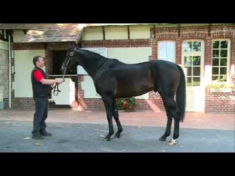 Fuissé, étalon au Haras du Quesnay