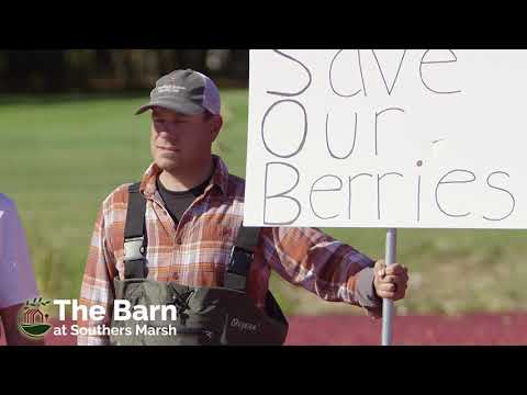 Southers Marsh "Save Our Berries at The Barn"