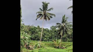 Download lagu pop Sunda dua lalaki full album mp3