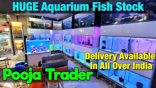 Huge Fish Stock at Pooja Trader Aquarium Store  I Delivery Available All Over India