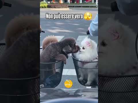 No, non può essere vero 🫣#cuccioli #animali #videobelli #emozioni