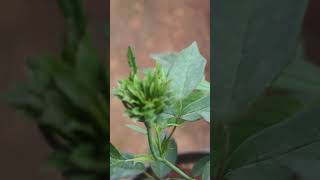 Download lagu #motivation #emotional #lifeisbutadream சிலர் உன்னை மட்டமாக பேசுபவர்களை நினைத்து நீ வருத்தப்படாதே mp3