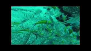 preview picture of video 'Fuerteventura diving 2014 Caleta de Fuste'