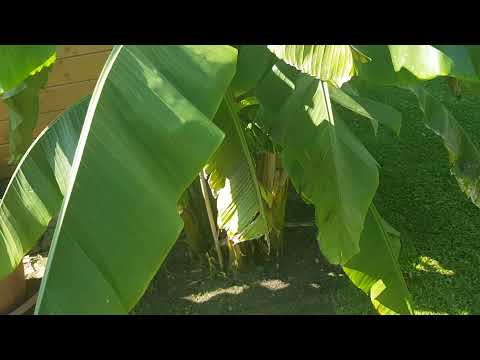 Ein Update am 06.08.2021, wie es in meinen kleinen Palmengarten aussieht.