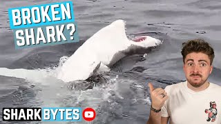 Download lagu What's WRONG With This Shark?! #Short mp3 Download lagu What's WRONG With This Shark?! #Short mp3