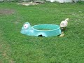 Saxony Duckling