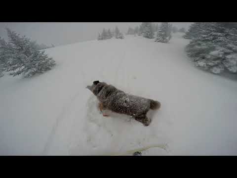 Hoosier Pass Training Hill with Drisana and Goosebump