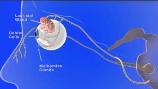 Effect of nasal stimulation on dry eye disease – Video abstract [ID 101716]