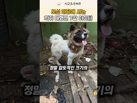 도심 한복판 상위 1% 희귀 초대형견 아메리카 아키타 #강아지 #반려견 #shorts