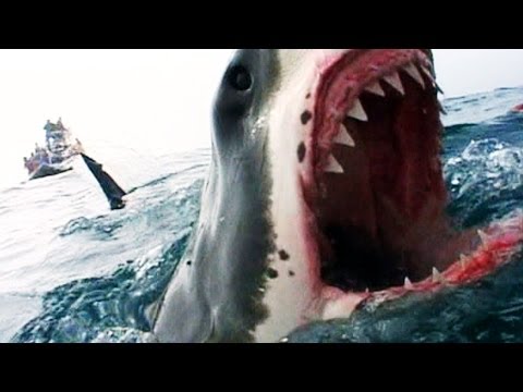 Naked Science - Shark Attacks